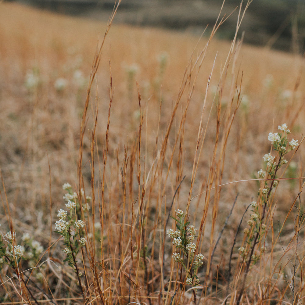 
                      
                        bluestem prairie grass
                      
                    