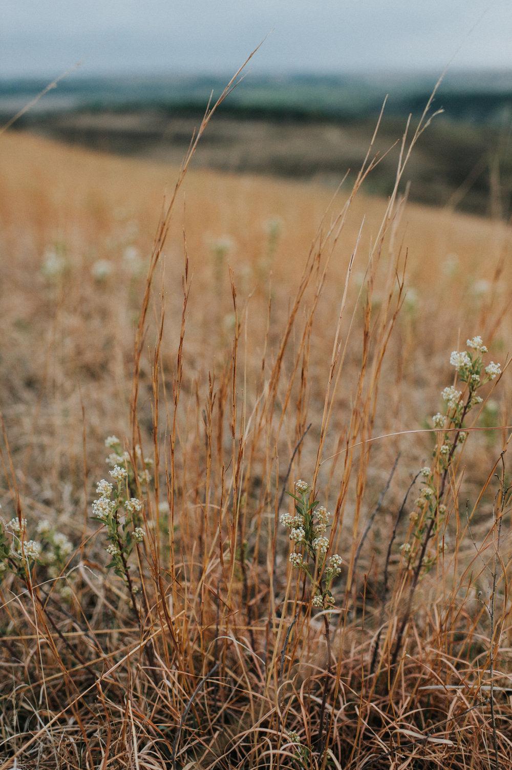 bluestem prairie grass