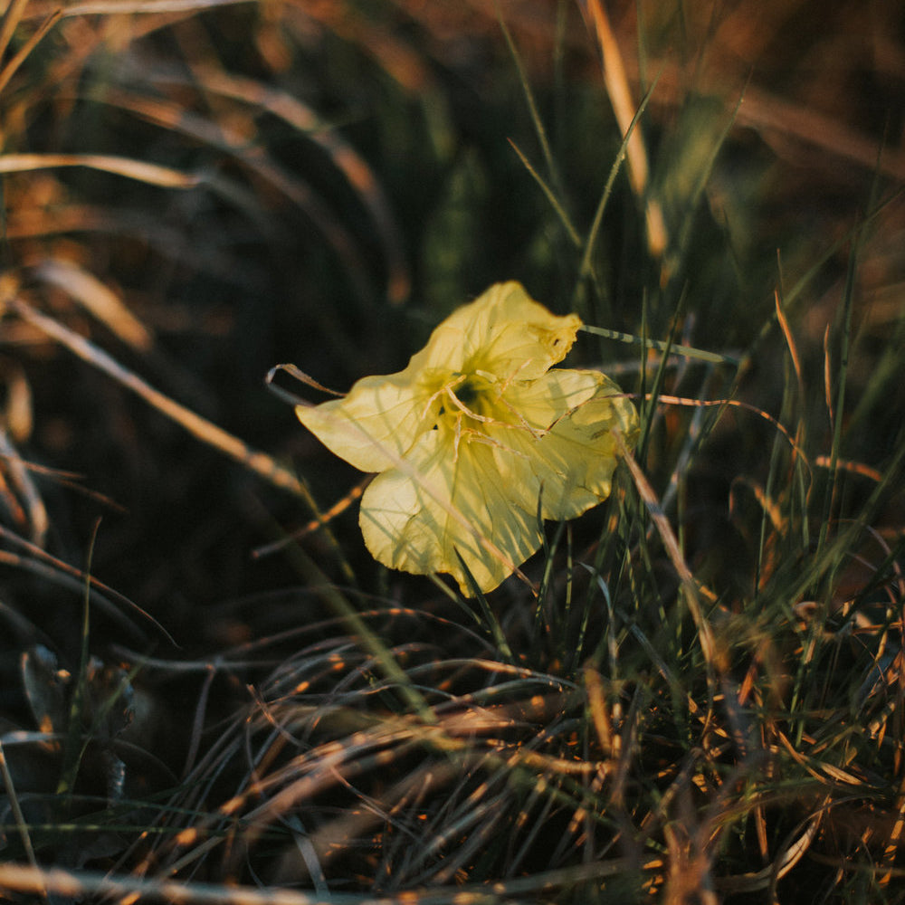
                      
                        primrose flower
                      
                    