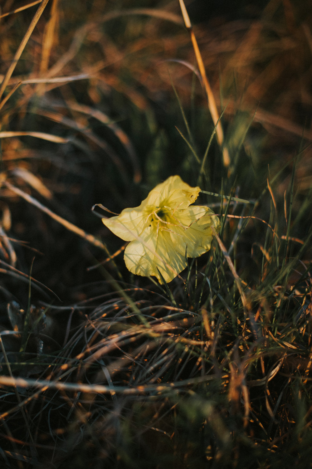 primrose flower